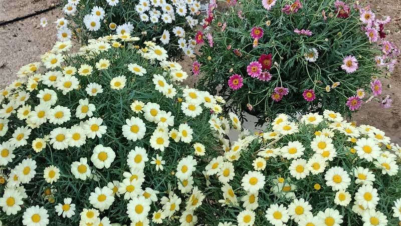Ejecucion jardin