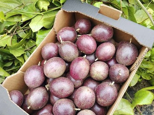 Caja maracuya