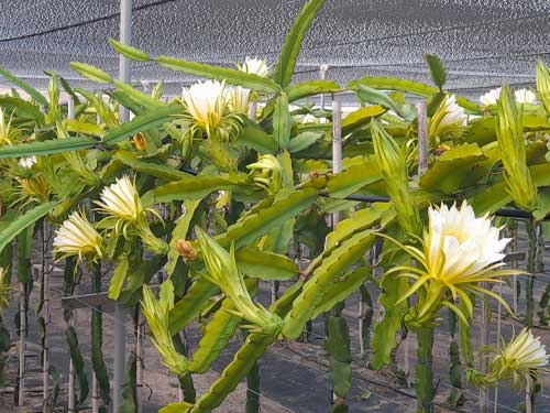 Agricultura